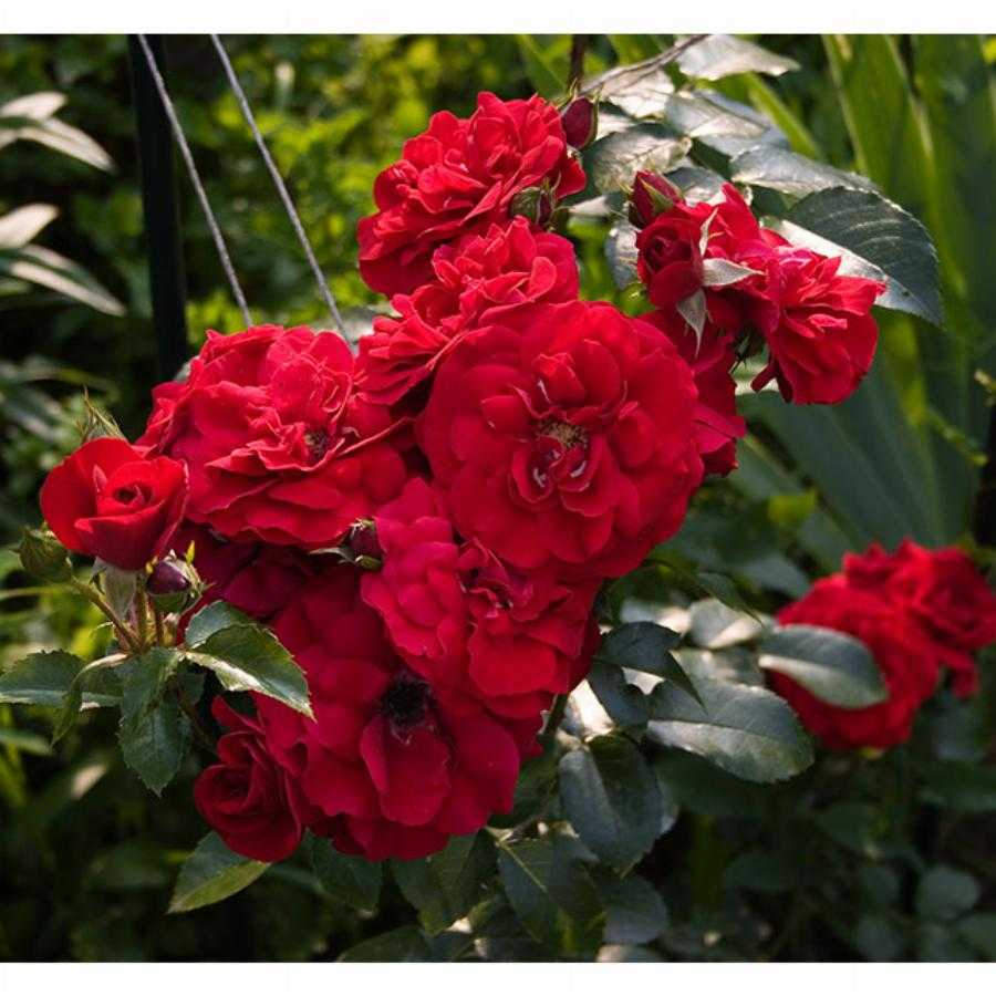 Плетистая роза амадеус: описание, фото, особенности посадки и ухода