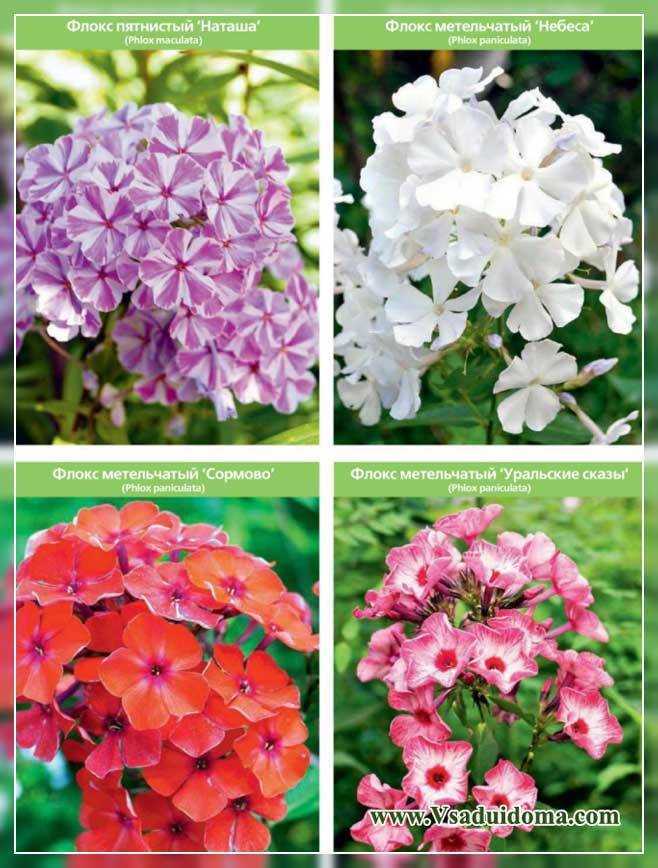 Нежный цветок флокс метельчатый: описание, сортовое разнообразие, особенности выращивания
