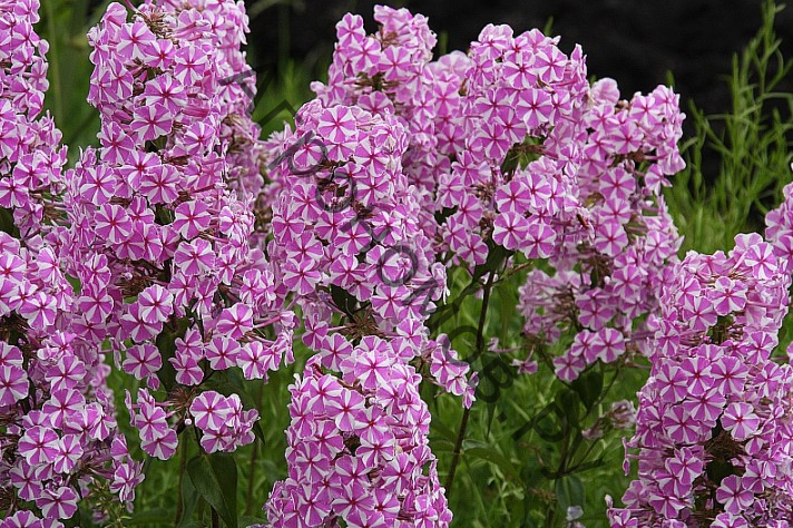 Флоксы — наивная простота. флокс метельчатый. посадка, уход, размножение. болезни, вредители. фото — ботаничка