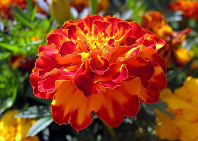 Бархатцы. имеретинский шафран.