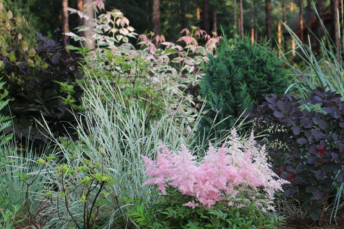Астильба – посадка и уход в открытом грунте. выращивание цветка астильбы в саду, способы размножения. описание, виды. фото