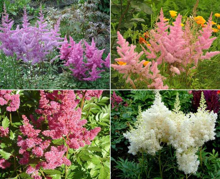 Астильба - королева теневого сада