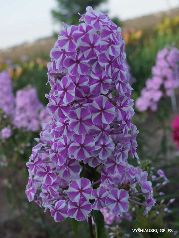 Виды многолетних флоксов: фото и названия, топ популярных
