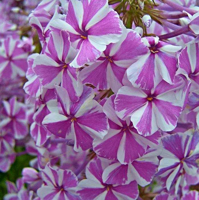 Флокс метельчатый: посадка и уход в открытом грунте