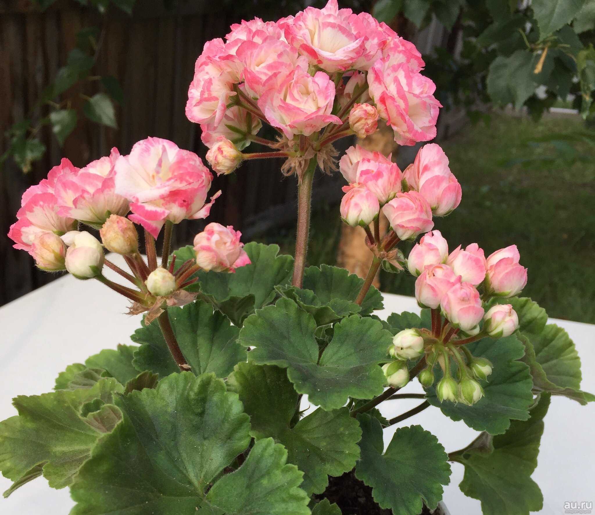 Пеларгония сутарве клара сан