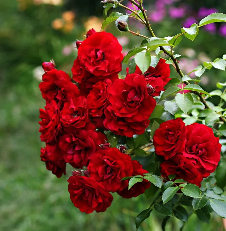 ✅ о розе амадеус (amadeus): описание и характеристики сорта плетистой розы