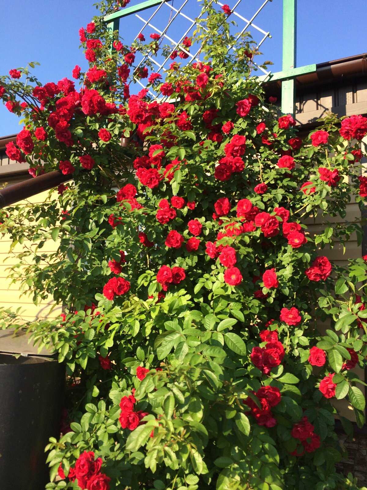 О розе амадеус (amadeus): описание и характеристики сорта плетистой розы