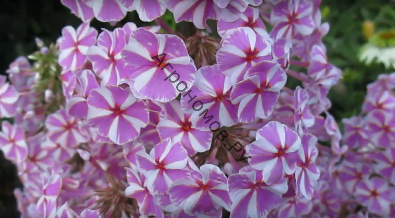 Виды и сорта флоксов