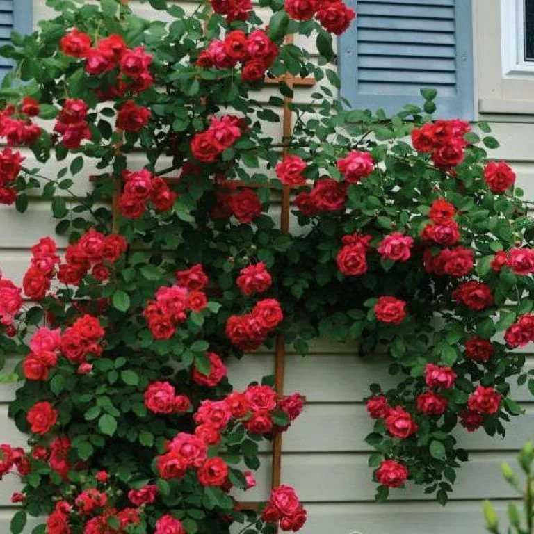 Роза амадеус