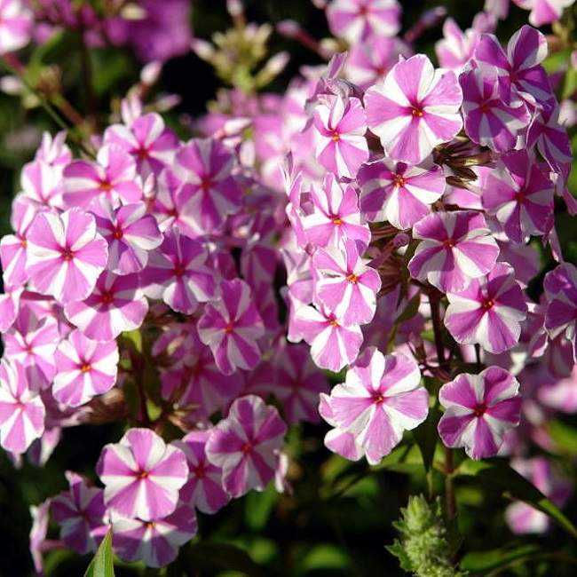 Флоксы многолетние и однолетние: посадка, пересадка и уход осенью и весной, выращивание из семян, сорта с фото