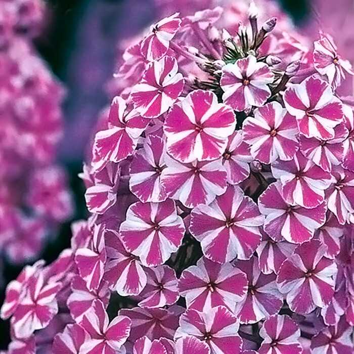 Флокс пятнистый наташа описание