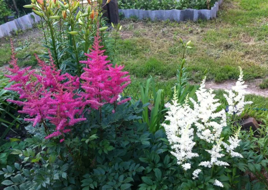 Цветок астильба: посадка и уход в открытом грунте, фото астильбы, подготовка астильбы к зиму