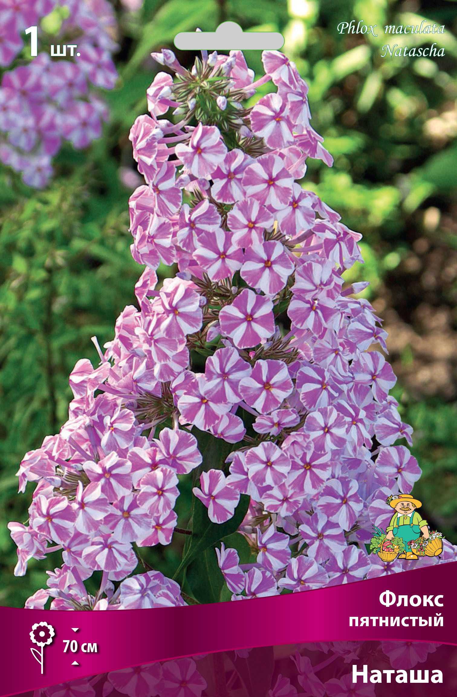 Многолетние флоксы: сорта, фото с названиями, разновидности низкорослых цветов