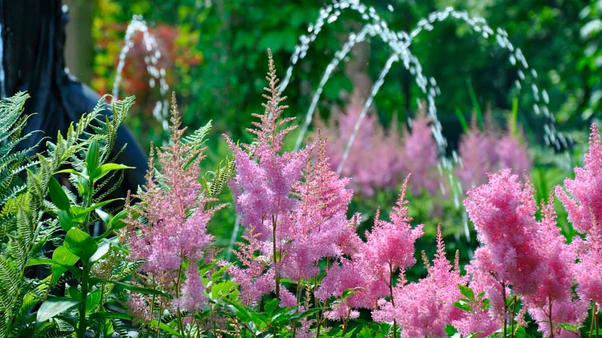 Астильба: посадка и уход в открытом грунте, фото, где сажать в саду, расстояние