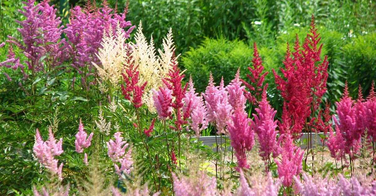 Особенности посадки астильбы и уход за ней в открытом грунте