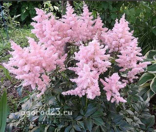 Астильба: посадка и уход в открытом грунте, фото, размножение черенками, семенами