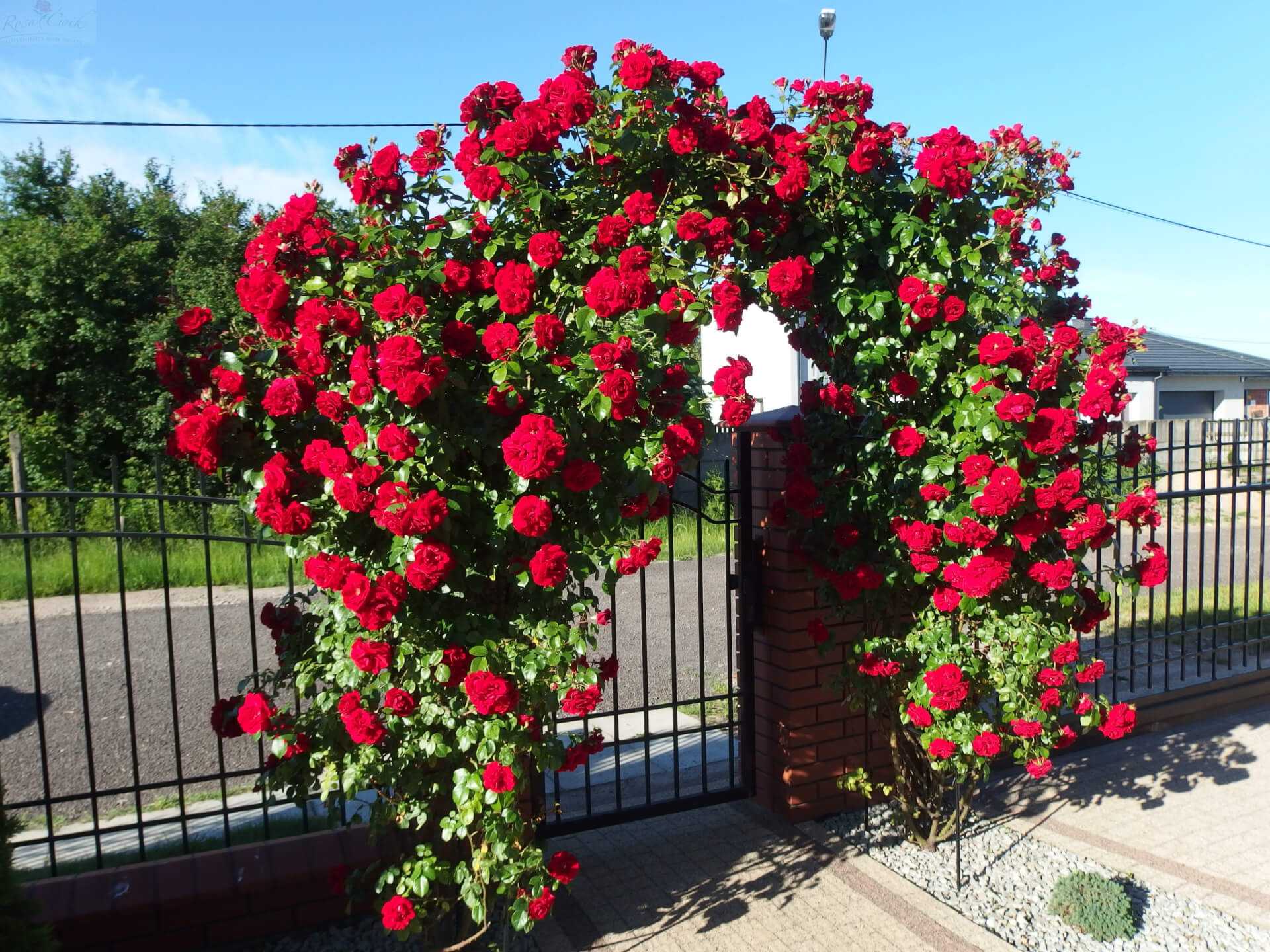 Роза амадеус: как успешно вырастить сорт