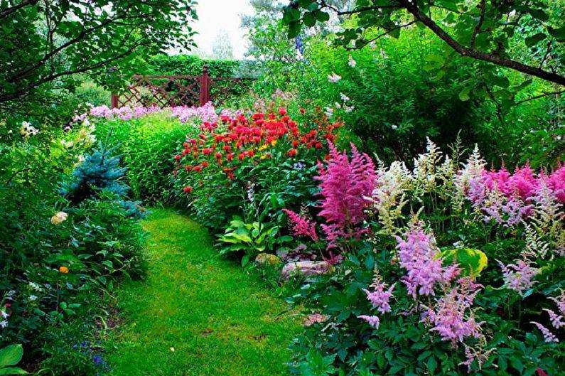 Астильба | посадка, уход, размножение, болезни