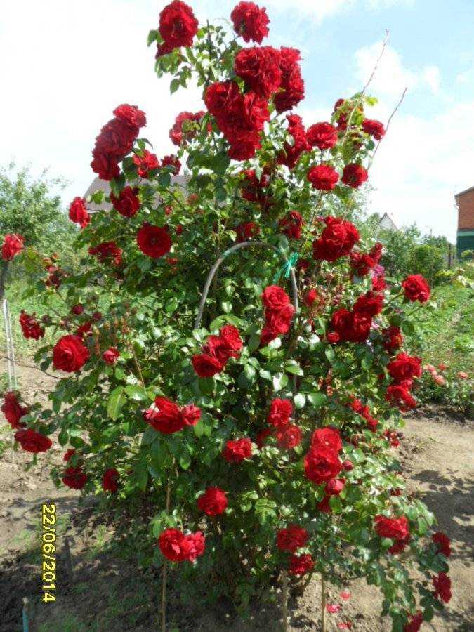 Плетистая роза амадеус: описание, фото и уход