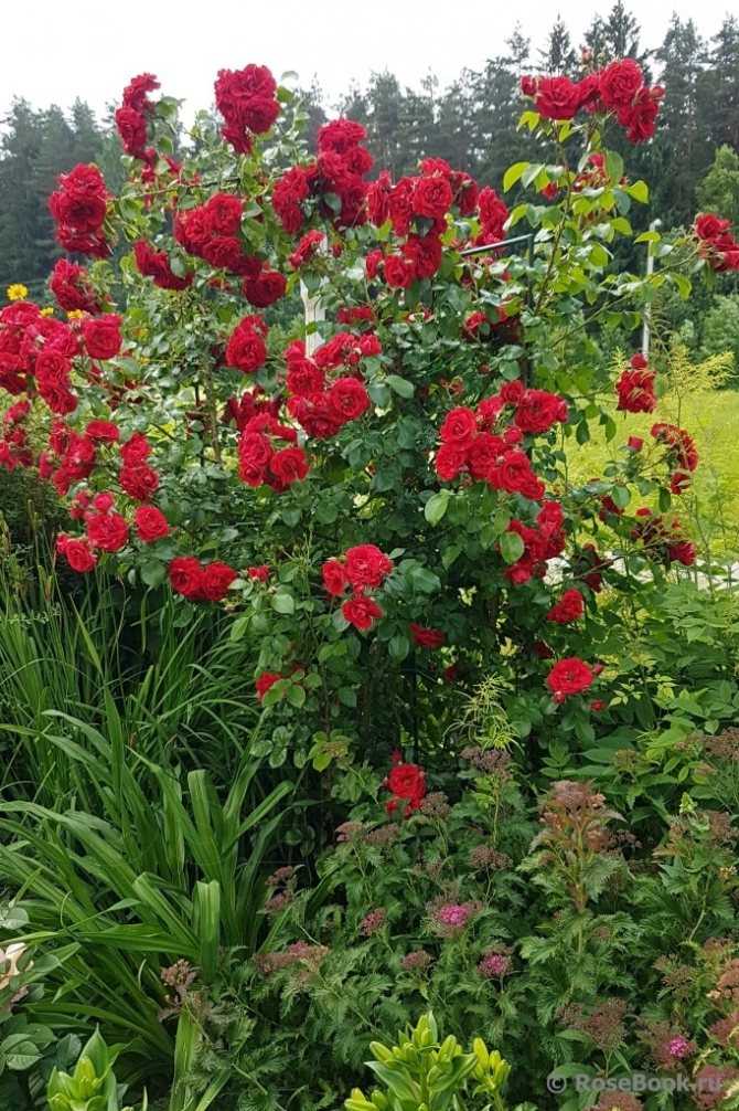 Роза «амадеус» (22 фото): описание, характеристика и размеры плетистого сорта роз, отзывы | информация о ремонте и строительстве