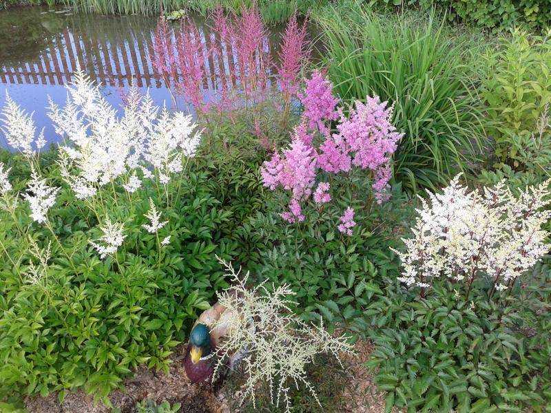 Астильба арендса - эффектное украшение сада. выращивание и уход