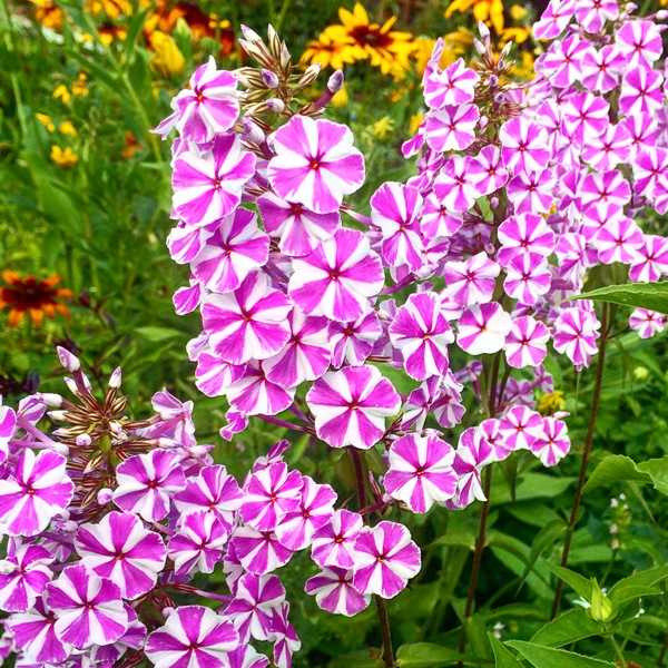 Флокс "наташа": описание сорта, особенности выращивания и рекомендации