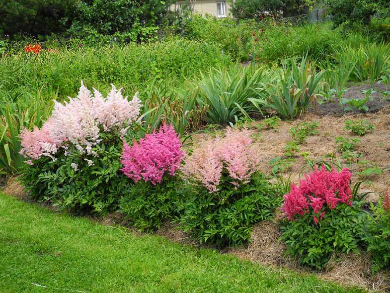 Выращивание астильбы в саду и цветнике
