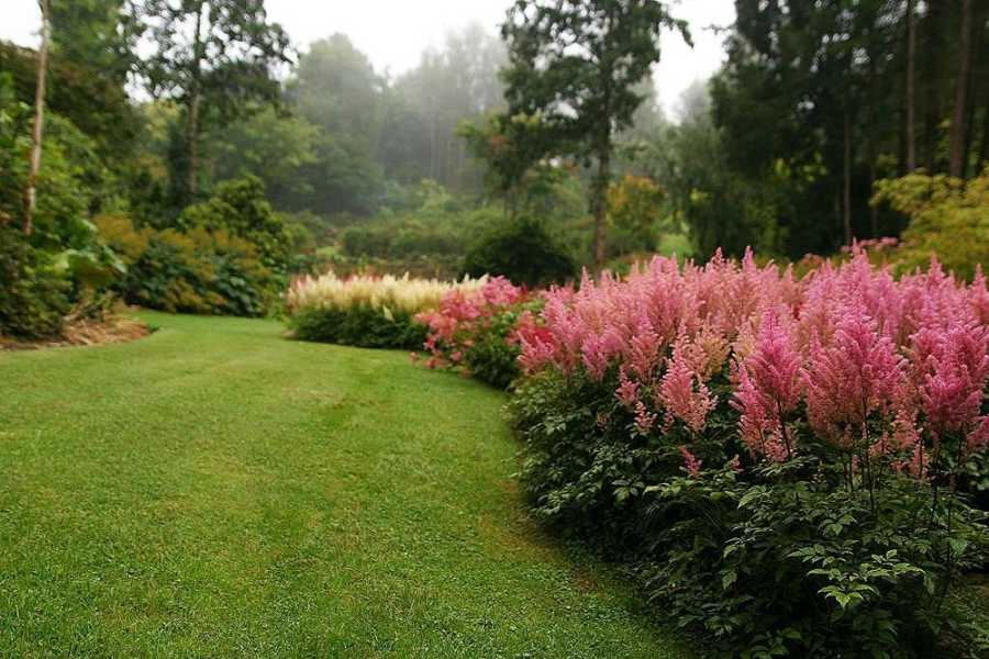 Астильба: посадка и уход в открытом грунте, фото, сорта, размножение, выращивание и сочетание в ландшафтном дизайне