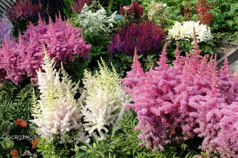 Астильба в ландшафтном дизайне сада: сочетание с хостами и лилейниками, хитрости для клумбы - 23 фото