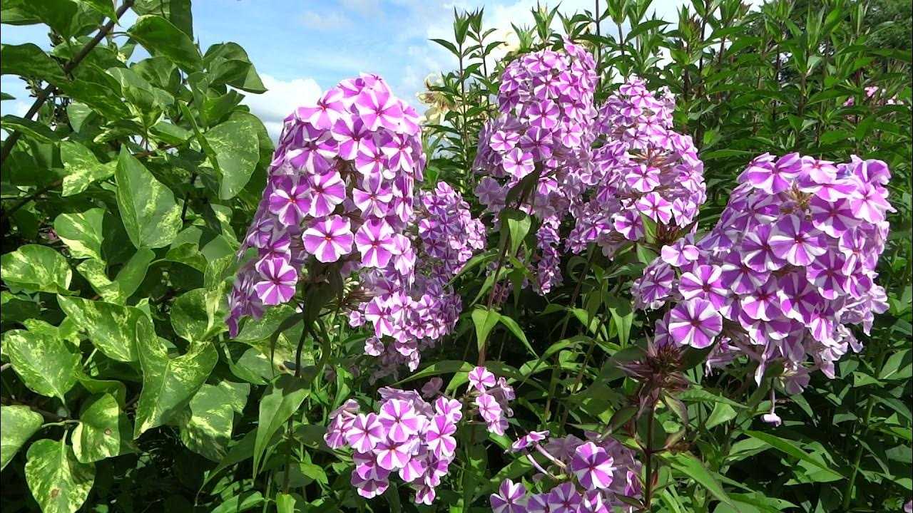 Флоксы наташа посадка и уход