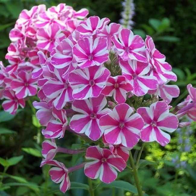 Флокс "наташа": описание сорта, особенности выращивания и рекомендации - новости, статьи и обзоры