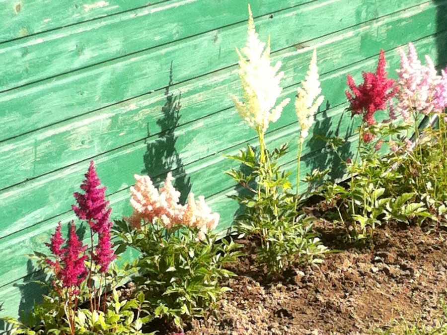 Астильба - королева теневого сада