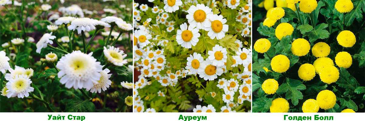 Пиретрум: посадка и уход, фото, размножение и выращивание сорта в открытом грунте, сочетание в ландшафтном дизайне