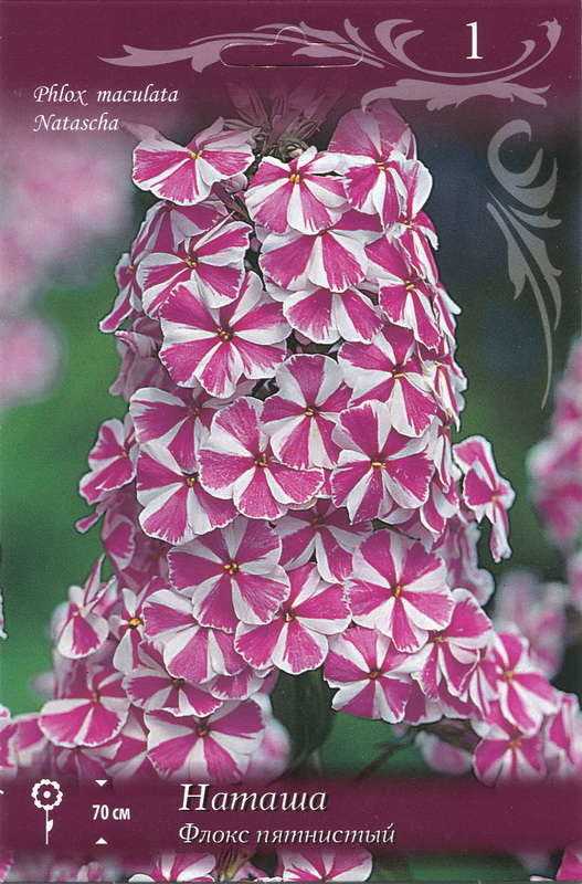 Флокс метельчатый: описание, посадка и уход, фото