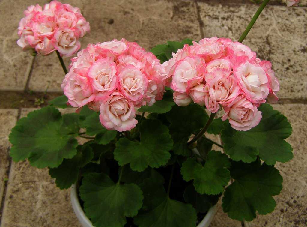 Пеларгония denise (26 фото): описание герани «сутарве» и sunetrygg, rockdale и других разновидностей