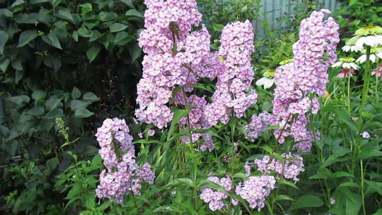 Флокс метельчатый — уход, посадка, размножение