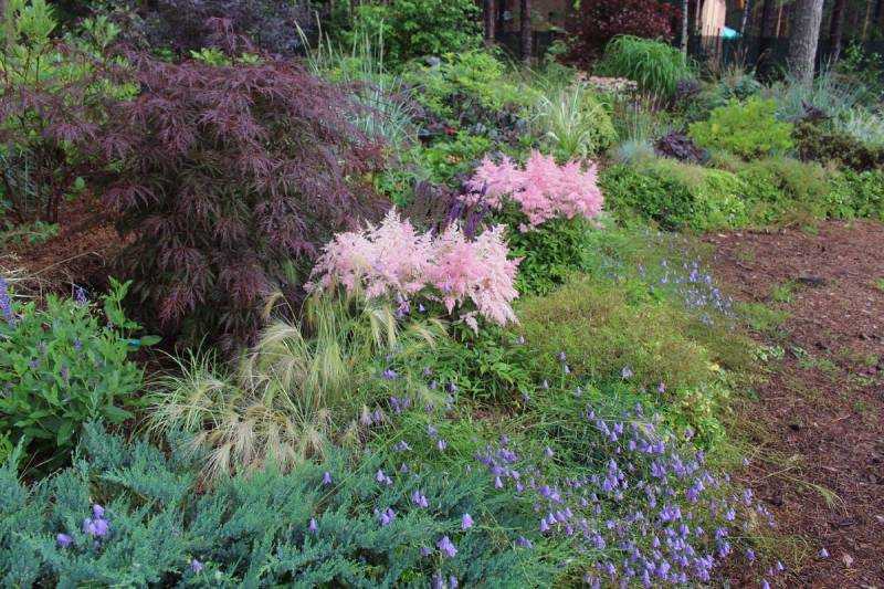 Астильба: посадка и уход в открытом грунте, фото, размножение черенками, семенами