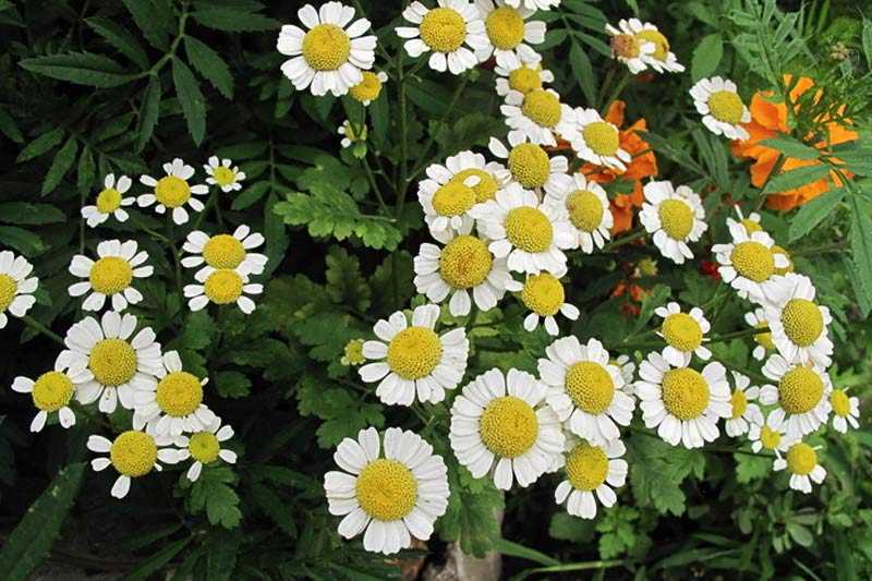 Ромашка персидская, фото дикого растения и разных сортов её (в том числе робинзона)