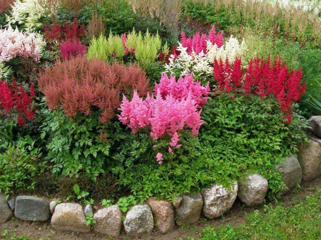 Сроки и правила посадки астильбы в открытый грунт и уход