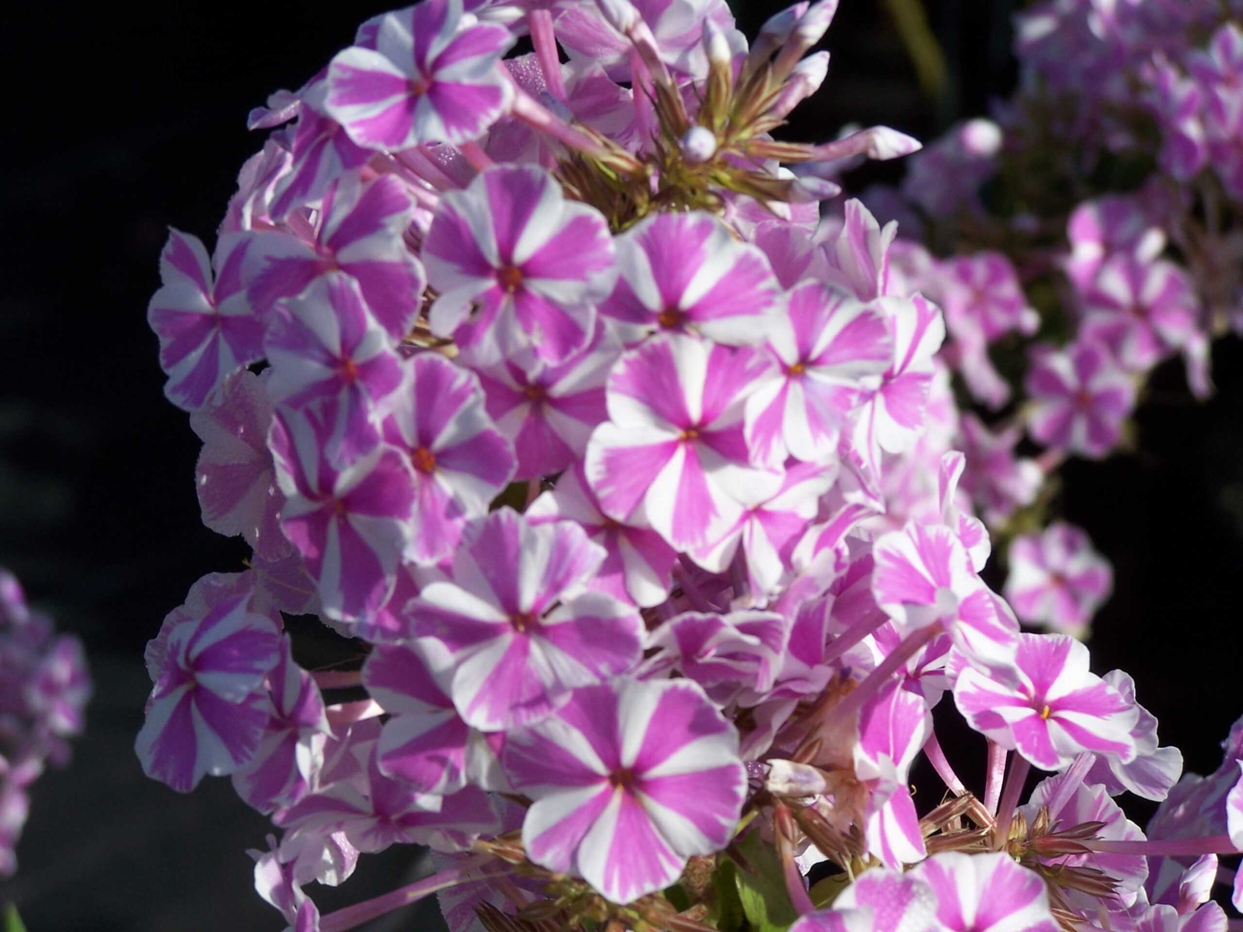 Флоксы — наивная простота