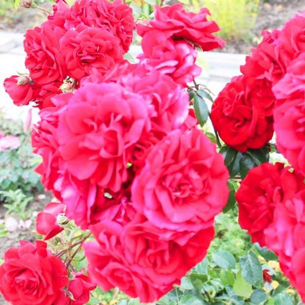 ✅ о розе амадеус (amadeus): описание и характеристики сорта плетистой розы