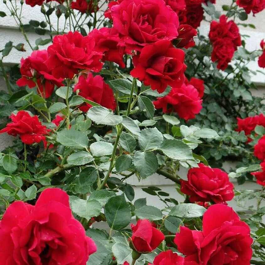 Плетистая роза амадеус: фото, описание и характеристика сорта, особенности цветения и размножения, а также пошаговая инструкция по уходу за растениемдача эксперт