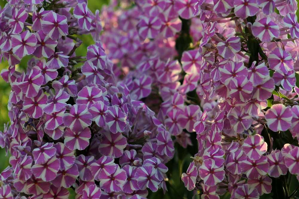 Флокс метельчатый: посадка и уход в открытом грунте