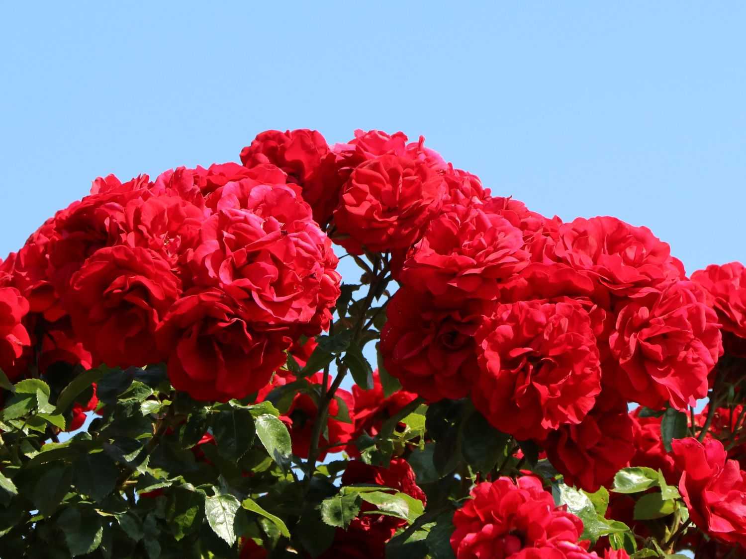 Плетистая роза амадеус: фото, описание и характеристика сорта, особенности цветения и размножения, а также пошаговая инструкция по уходу за растениемдача эксперт