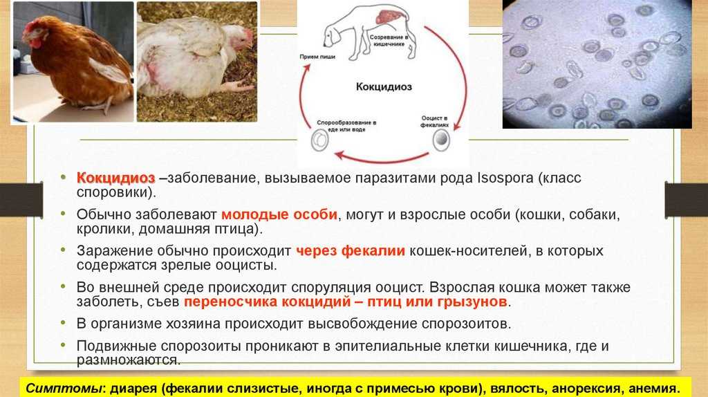 Болезнь ньюкасла - симптомы и лечение у цыплят-бройлеров и кур
