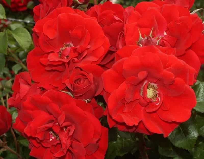 ✅ о розе амадеус (amadeus): описание и характеристики сорта плетистой розы - tehnomir32.ru