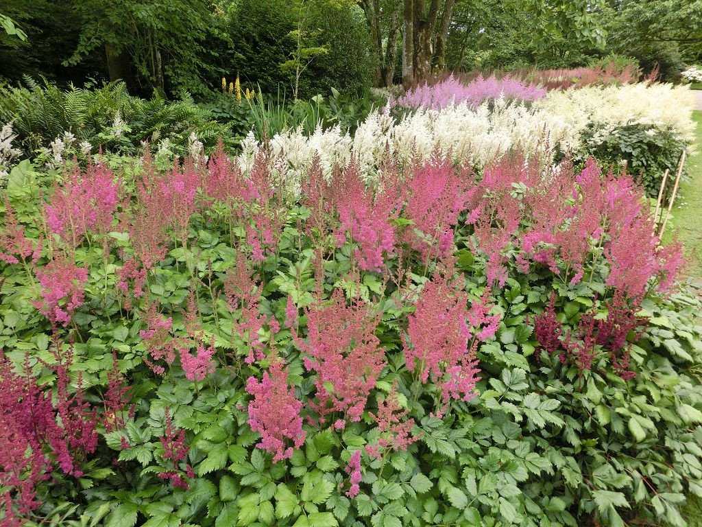 Астильба японская и гибридная: уход и посадка в открытый грунт, разновидности растения, применение в декоре
