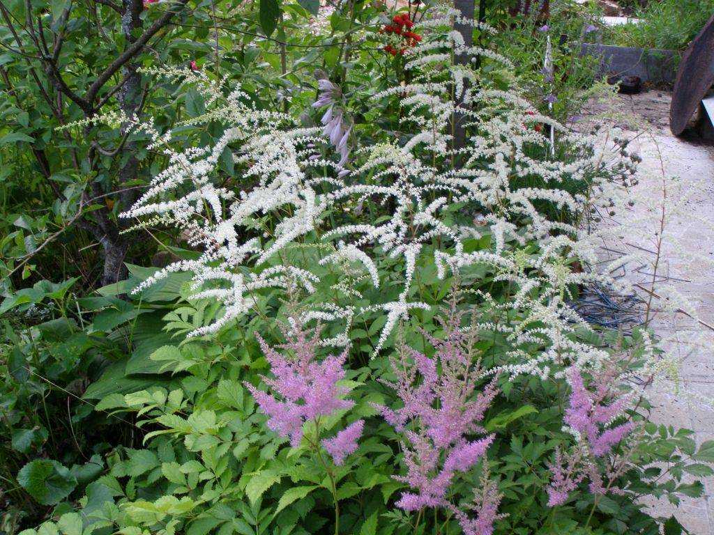 Астильба: посадка и уход в открытом грунте