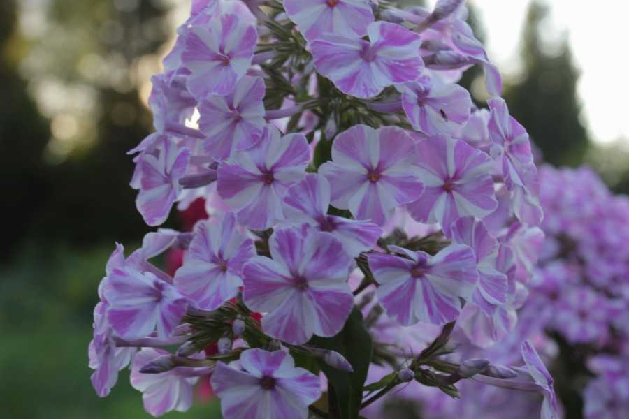 Виды и сорта флоксов