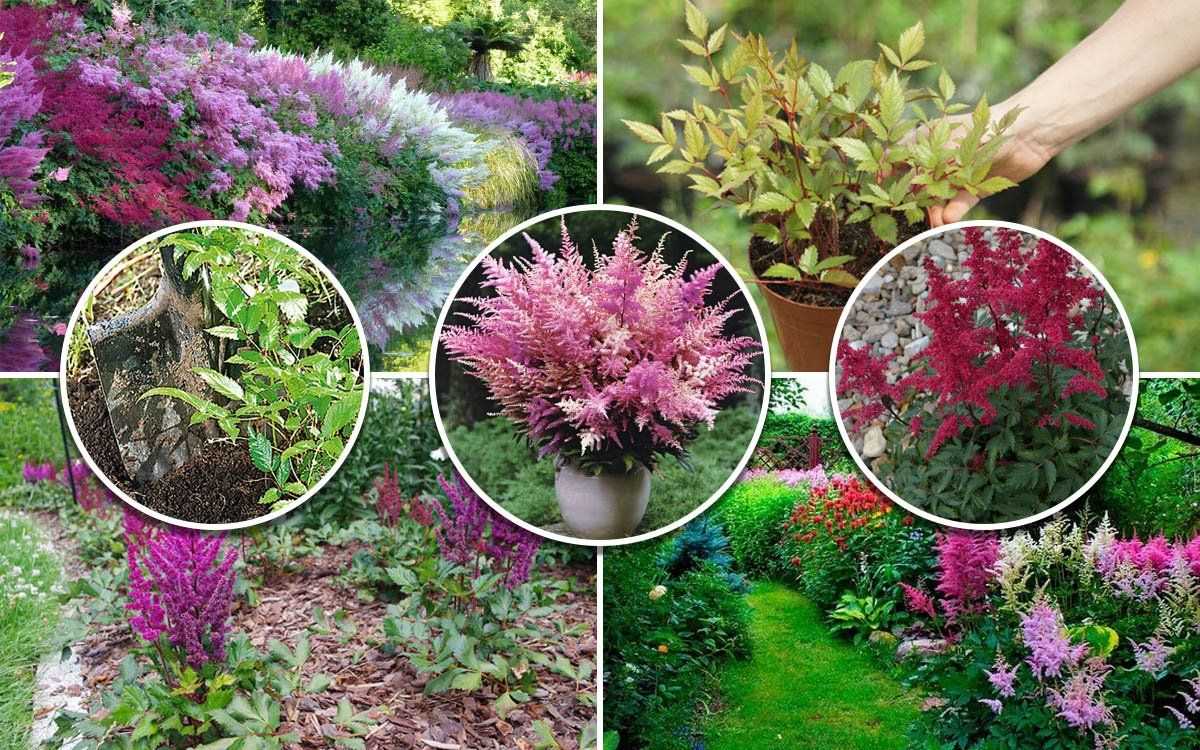 Астильба посадка и уход в открытом грунте, цветение и описание цветка, особенности выращивания и размножения астильбы, названия сортов и фото